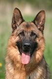 BERGER ALLEMAND 1383